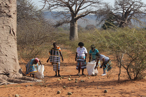 baobab fruit harvesting, culture of caring